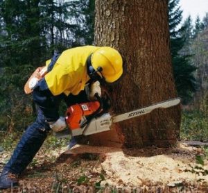 Бизнес планы по производству дров