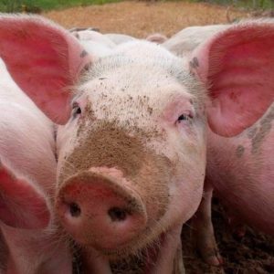 Бизнес план свиней на подстилке